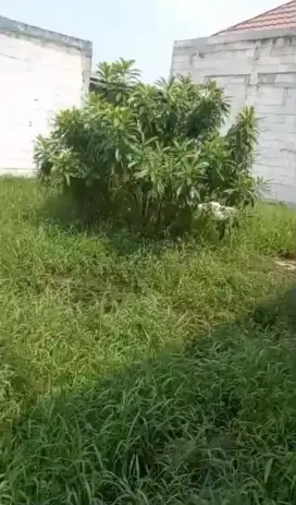 Di jual tanah kavling di kmpung asem babelan kota.bekasi