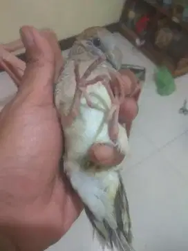 Perkutut Katuranggan Keruk Bumi Warna coklat. Barter/TT ajukan.