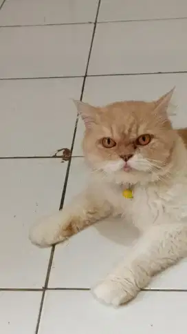 Lepas adopsi Persia flatnose bigbone jantan usia 3,5 tahun