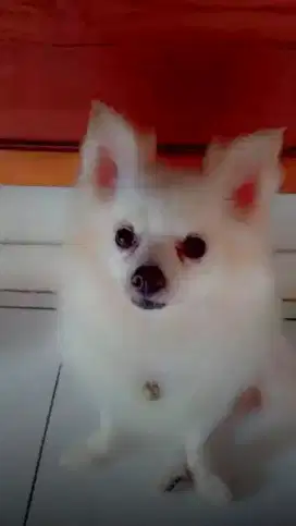 Jual murah anjing minipom mix chihuahua betina,sehat&normal,350rb nego