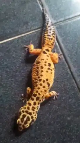 GECKO MORP TANGERINE