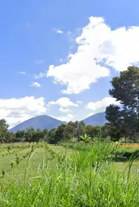 Dijual Tanah Kebun Produktif Luas 250 are
