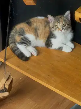 British short hair BSH Kitten Nonped