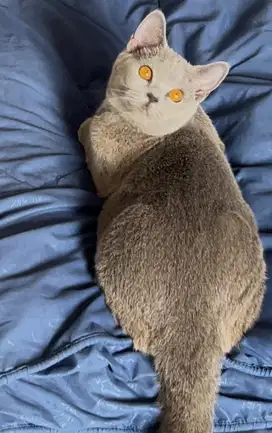 Kucing british shorthair bsh british short hair