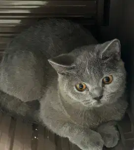 Kucing bsh british shorthair british short hair