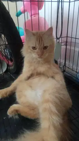 Kucing anggora persia