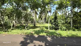 TANAH 35 ARE DEKAT PANTAI CUPEL JEMBRANA