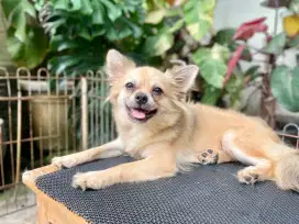 Chihuahua Male Longhair Lengkap Surat Stbm