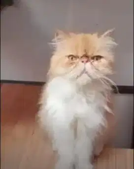 Kucing Persia Peaknose Betina