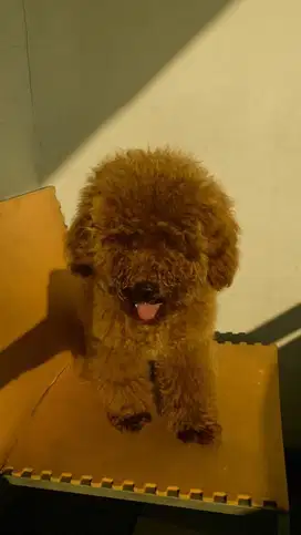 Toy poodle (apricot)