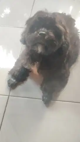 Anak anjing Shipoo Shitzu x Poodle 3bulan. Lokasi BOGOR