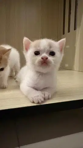 BSH Bicolor Cream