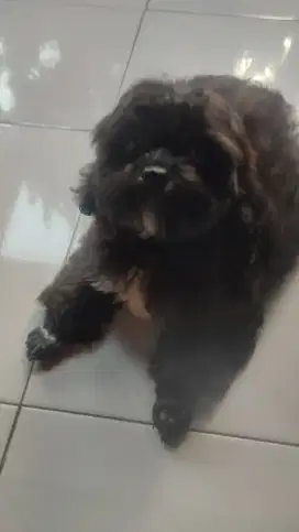 Anak anjing Shipoo Shitzu x Poodle 3bulan. Lokasi BOGOR