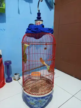 Kenari Putih Paruh gede