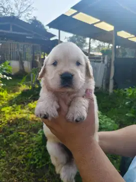 Golden Retriever