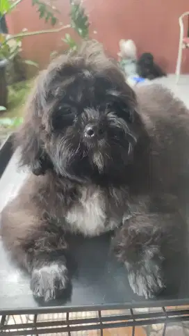 Anak anjing Shipoo Shitzu x Poodle 3bulan. Lokasi BOGOR