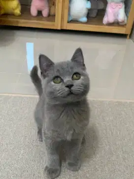 British shorthair blue