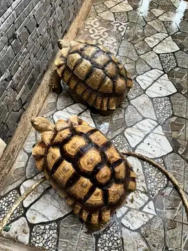 Kura kura sulcata
