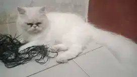 Kucing Persia Indukan 3 Tahun