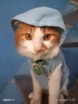 Open Adopt Kucing Persia