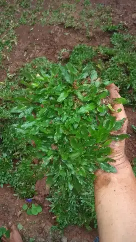 Ready stok rumput gajahmini .