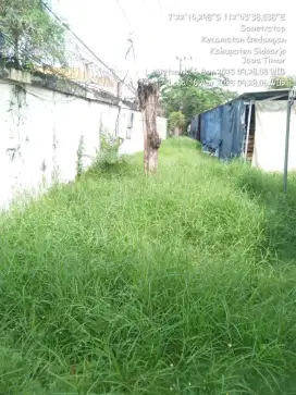 Potong rumput dan tanaman rumput hias