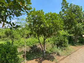 DAPATKAN TANAH IDAMAN KOTA MALANG LOKASI STRATEGIS POTENSI TINGGI!