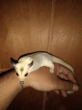 Joey Sugar Glider Platmoz Jantan