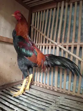 Ayam Bangkok Muda