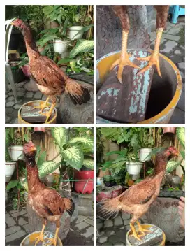 Ayam betina koytrad trah bulbi umur 7-8 bln