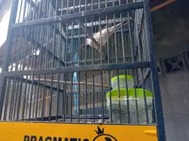 Perkutut Megamendung silver