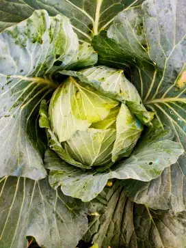 Engkol putih langsung dari petani