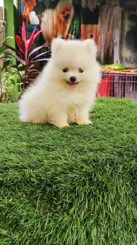 Pomeranian body super mini kwalitas bagus UMR 2bln udh vaksin om