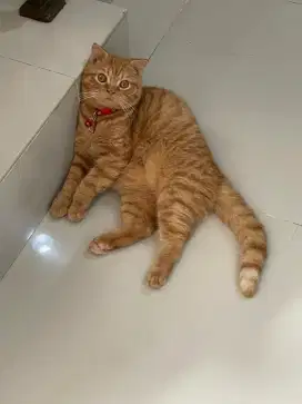 JUAL KUCING BSH