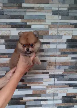 Anak anjing lucu Minipom Pomeranian Vaksin