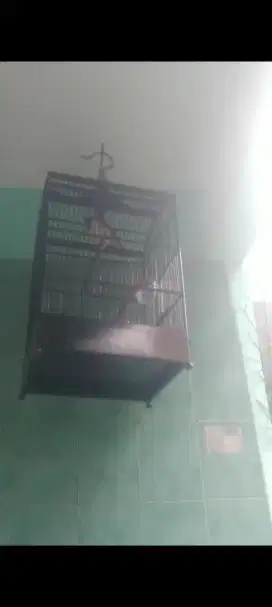 Burung jalak suren
