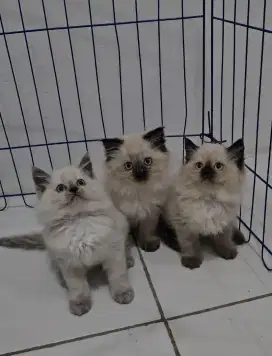 Kucing himalaya 3 ekor