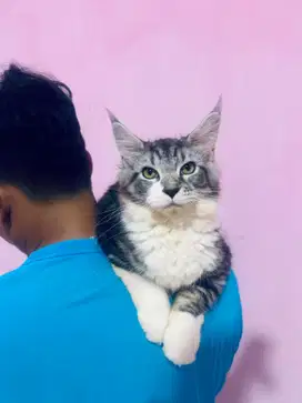 Kitten Mainecoon PURE Maine Coon Parent PED PEDIGREE SERTIFIKAT CFA