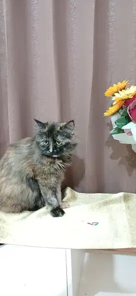 OPEN ADOPSI KUCING PERSIA BETINA