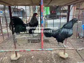 Ayam black sumatra dewasa sepasang