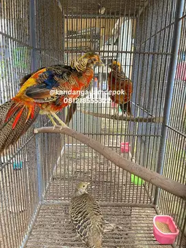 Ayam golden pheasant sepasang