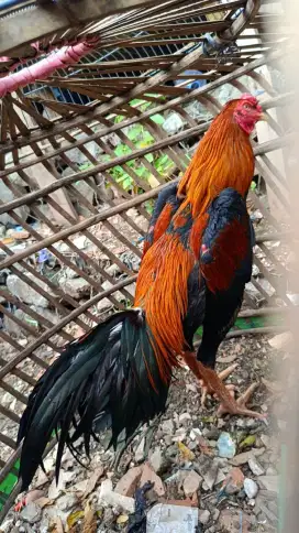 Ayam bangkok mangon