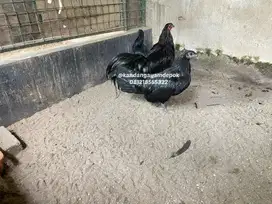 Ayam black sumatra sepaket