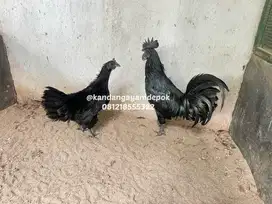 Ayam cemani sepasang LA