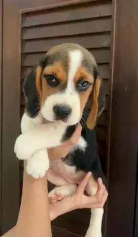 Beagle Betina Bigbone