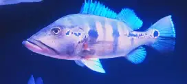 Peacok bass 37cm