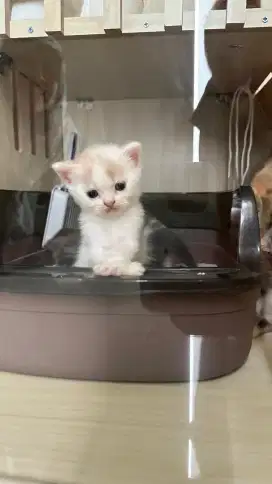 british shorthair jantan
