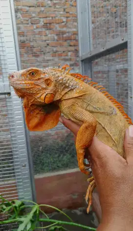 Iguana Red joss