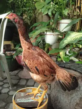 Ayam betina muda jenis koytrad trah bulbi