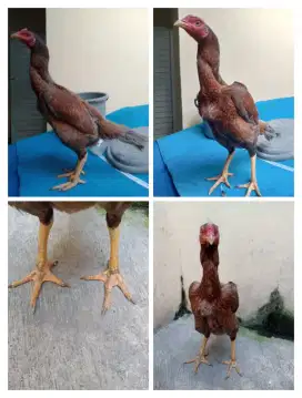 Ayam betina Bangkok klawu batik